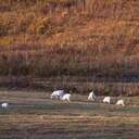 短信鈴聲：財神到咯~