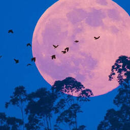 機主旅行中信號可能不好鈴聲