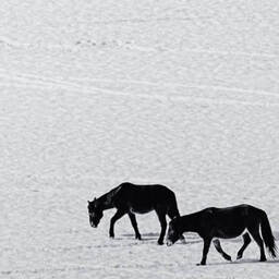 打电话干嘛，我是社恐铃声