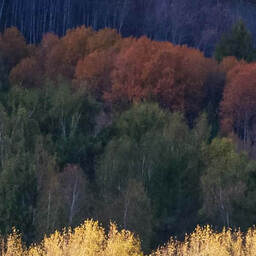 恭喜恭喜發大財鈴聲