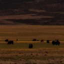 像你这样的朋友