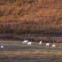 愛過了也傷過了鈴聲