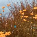 二爷叫你起床抢票