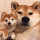 不得不愛 ·lambert （抖音版）鈴聲