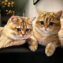 曾舜晞 - 一人行-淡淡然