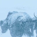 音效铃声：金币掉落