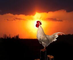 起床專用～雞叫進行曲鈴聲