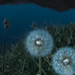 渡我不渡她(抖音最火版)鈴聲