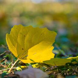 短信音效_空气猫-啥都买不起003铃声