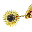 心死在那天（扎心男版）