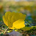 短信音效_空气猫-啥都买不起003