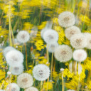 萬物生 (電子木魚dj版)(電子木魚dj版)